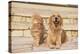 House Cat and Golden Retriever-DLILLC-Premier Image Canvas