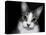 House Cat-Lori Hutchison-Premier Image Canvas