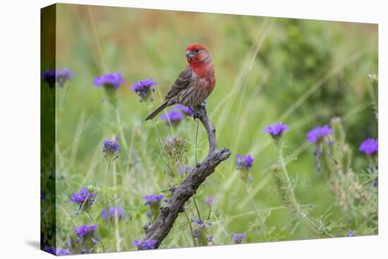 House Finch, Carpodacus Mexicanus, male perched-Larry Ditto-Premier Image Canvas