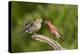 House Finch, Carpodacus Mexicanus, pair bonding-Larry Ditto-Premier Image Canvas