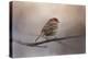 House Finch in January-Jai Johnson-Premier Image Canvas