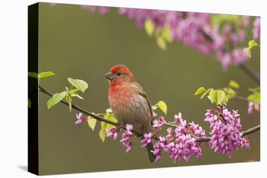 House Finch Male in Redbud Tree, Spring-null-Premier Image Canvas