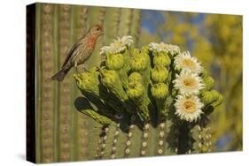 House finch perched on Saguaro cactus in flower, Arizona-John Cancalosi-Premier Image Canvas