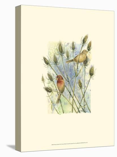 House Finches-Janet Mandel-Stretched Canvas