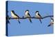 House Martins (Delichon Urbicum) Perched on Wire, with Another in Flight, Extremadura, Spain, April-Varesvuo-Premier Image Canvas