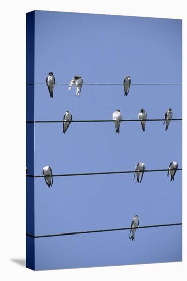 House Martins Gather on Telephone Wires (Delichon Urbicum) France-null-Premier Image Canvas