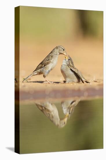 House Sparrow female feeding young, Rio Grande Valley, South Texas, USA-Rolf Nussbaumer-Premier Image Canvas