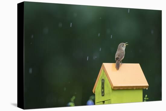 House Wren, male singing in the rain on nest box, Illinois-Richard & Susan Day-Premier Image Canvas