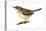 House Wren (Troglodytes Aedon), Birds-Encyclopaedia Britannica-Stretched Canvas