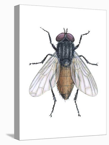 Housefly (Musca Domestica), Insects-Encyclopaedia Britannica-Stretched Canvas