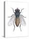 Housefly (Musca Domestica), Insects-Encyclopaedia Britannica-Stretched Canvas