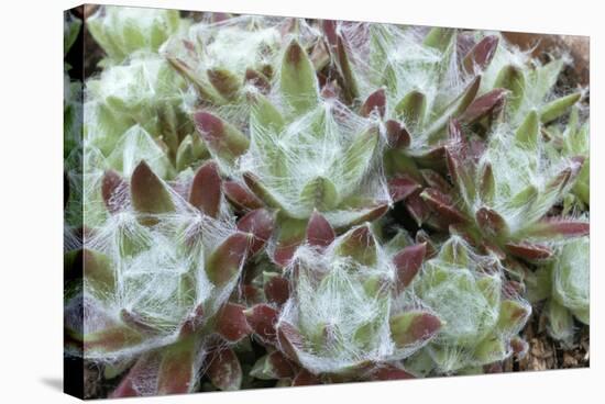 Houseleek Rosettes-Archie Young-Premier Image Canvas