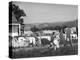 Housewife in Tygart Valley Removing Laundry from Clothesline, Her Young Daughter Stands Beside Her-Carl Mydans-Premier Image Canvas