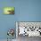 Hoverfly Flying Past a Jackson's Chameleon (Trioceros Jacksonii)-Shutterjack-Premier Image Canvas displayed on a wall