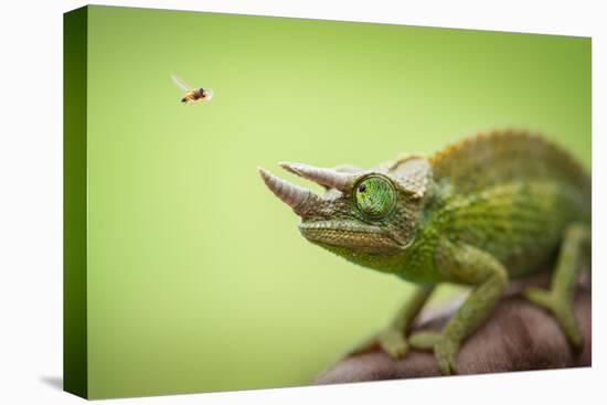 Hoverfly Flying Past a Jackson's Chameleon (Trioceros Jacksonii)-Shutterjack-Premier Image Canvas