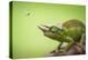 Hoverfly Flying Past a Jackson's Chameleon (Trioceros Jacksonii)-Shutterjack-Premier Image Canvas