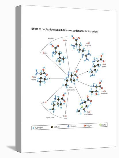 How Changes in One Nucleic Acid of a Triplet Lead to Different Amino Acids in the Protein-Encyclopaedia Britannica-Stretched Canvas