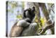 Howling Indri lemur (Indri indri), Analamazaotra Special Reserve, Andasibe, central area, Madagasca-Christian Kober-Premier Image Canvas