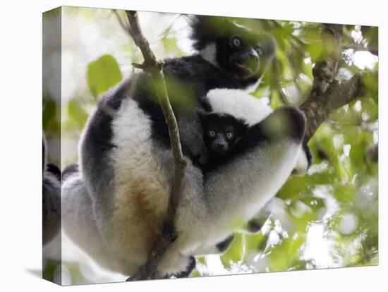 Howling Indri lemur (Indri indri), Analamazaotra Special Reserve, Andasibe, central area, Madagasca-Christian Kober-Premier Image Canvas