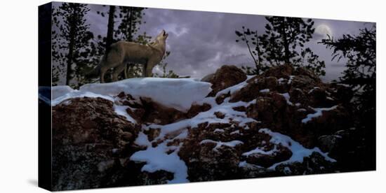 Howling Wolf-Steve Hunziker-Stretched Canvas