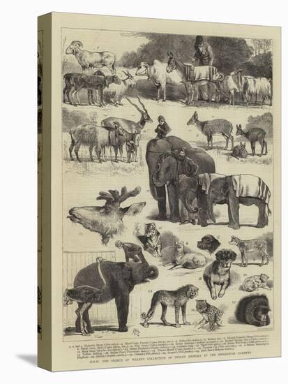 Hrh the Prince of Wales's Collection of Indian Animals at the Zoological Gardens-Alfred Chantrey Corbould-Premier Image Canvas