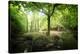 Huelgoat Forest Bretagne-Philippe Manguin-Stretched Canvas