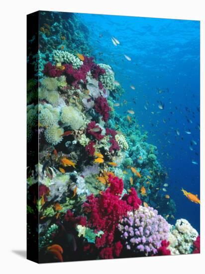 Huge Biodiversity in Living Coral Reef, Red Sea, Egypt-Lousie Murray-Premier Image Canvas