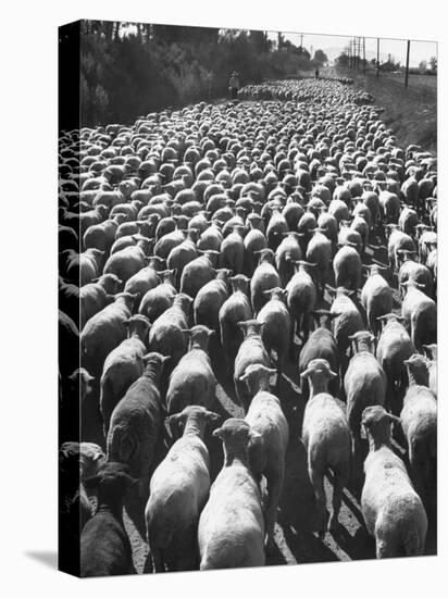 Huge Flock of Sheep Moving Slowly Down a Dusty Road Near Imperial Valley's Town of El Centro-Loomis Dean-Premier Image Canvas