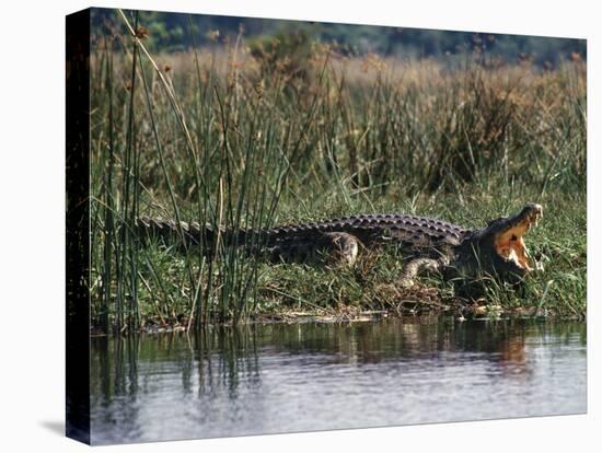 Huge Nile Crocodiles Bask on the Banks of the Victoria Nile Below Murchison Falls-Nigel Pavitt-Premier Image Canvas