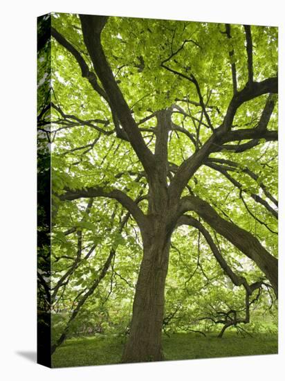 Huge Tree at Monticello, Virginia, USA-Merrill Images-Premier Image Canvas