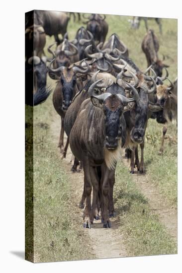 Huge wildebeest herd during migration, Serengeti National Park, Tanzania, Africa-Adam Jones-Premier Image Canvas