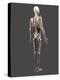 Human Anatomy, Artwork-SCIEPRO-Premier Image Canvas