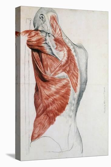 Human Anatomy, Muscles of the Torso and Shoulder-Pierre Jean David d'Angers-Premier Image Canvas