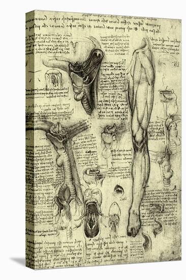 Human Anatomy-Leonardo da Vinci-Premier Image Canvas