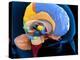 Human Brain Anatomy, Artwork-Roger Harris-Premier Image Canvas