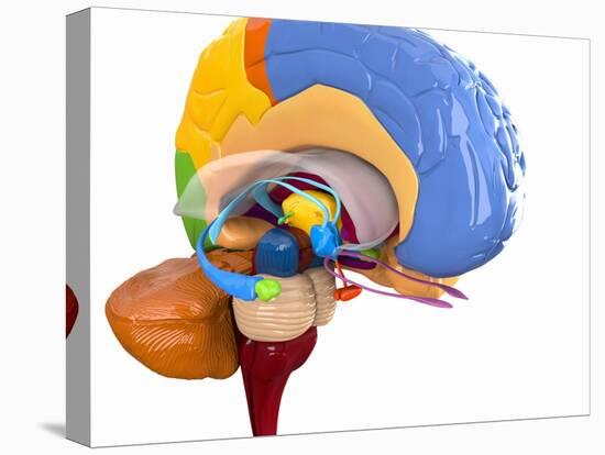 Human Brain Anatomy, Artwork-Roger Harris-Premier Image Canvas