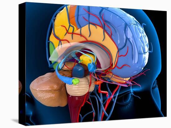 Human Brain Anatomy, Artwork-Roger Harris-Premier Image Canvas