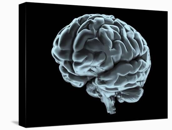 Human Brain, Artwork-Laguna Design-Premier Image Canvas