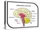 Human Brain Diagram-udaix-Stretched Canvas