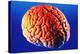 Human Brain-Volker Steger-Premier Image Canvas