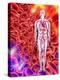 Human Circulatory System, Artwork-PASIEKA-Premier Image Canvas