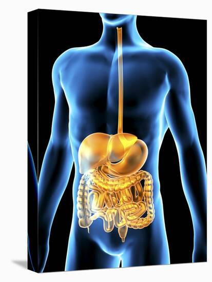 Human Digestive System, Artwork-PASIEKA-Premier Image Canvas