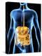 Human Digestive System, Artwork-PASIEKA-Premier Image Canvas