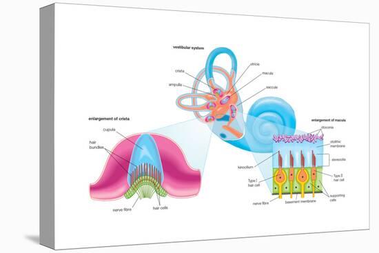 Human Ear Vestibular System, Sensory Reception, Biology-Encyclopaedia Britannica-Stretched Canvas