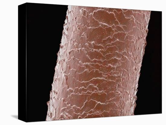 Human Hair-Micro Discovery-Premier Image Canvas