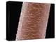 Human Hair-Micro Discovery-Premier Image Canvas