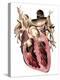 Human Heart, Anatomical Artwork-PASIEKA-Premier Image Canvas