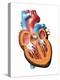 Human Heart Anatomy, Artwork-Jose Antonio-Premier Image Canvas