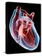 Human Heart, Artwork-Roger Harris-Premier Image Canvas