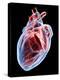 Human Heart, Artwork-Roger Harris-Premier Image Canvas